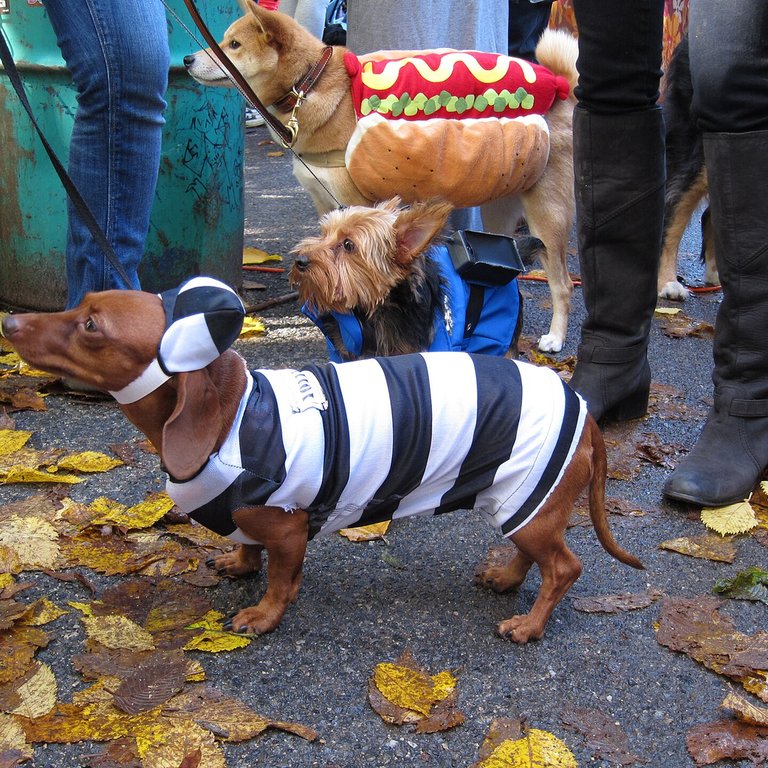 Hot Dog Dog