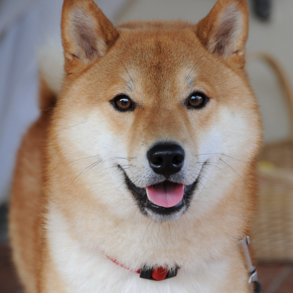 Pad Dog