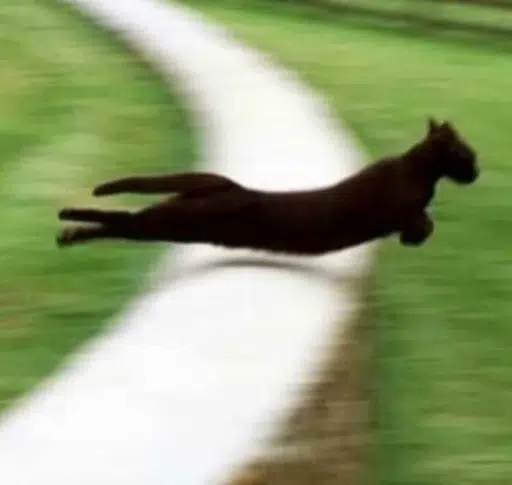 Runner