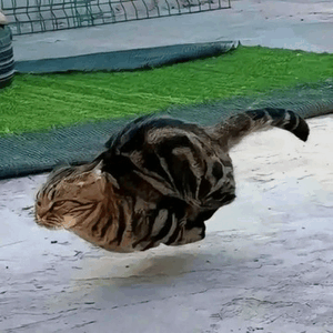The Running Cat