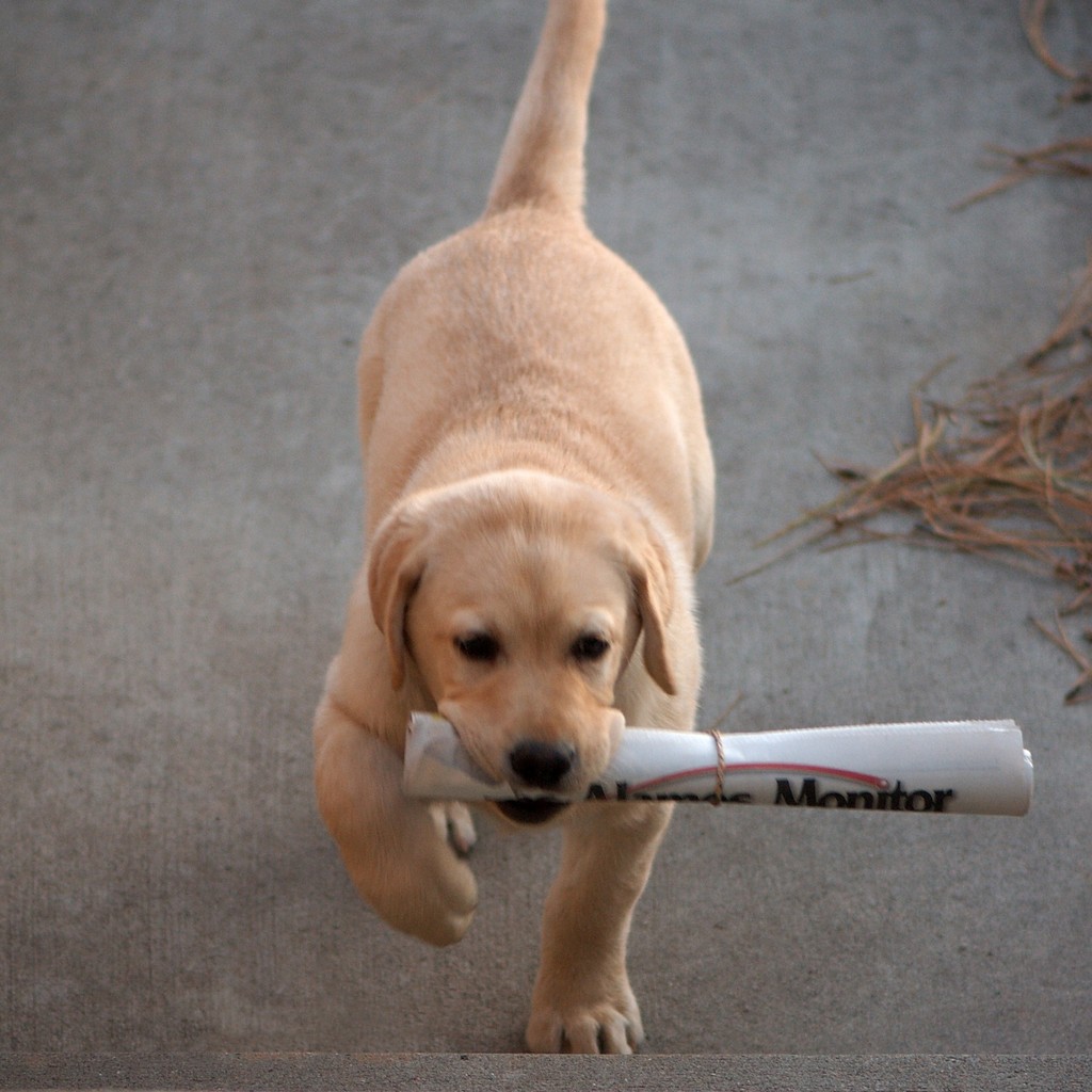 Dividend Dog