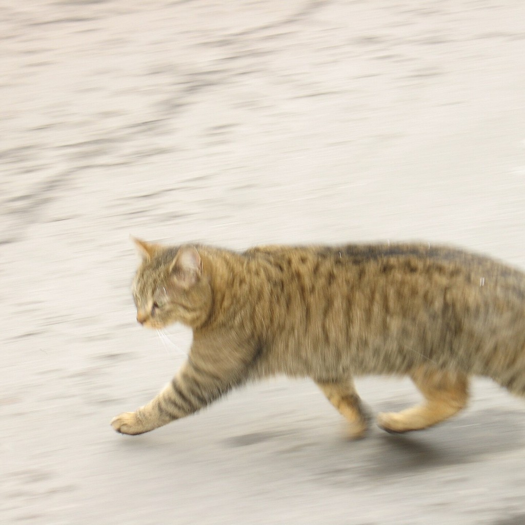 Running Cat