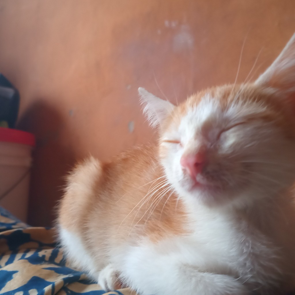 Stablecat