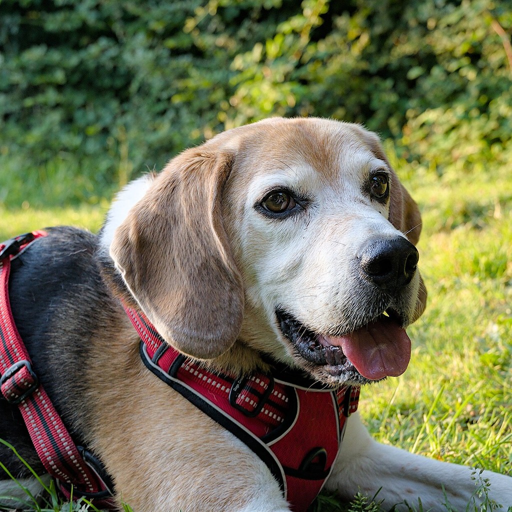 Bonk Beagle