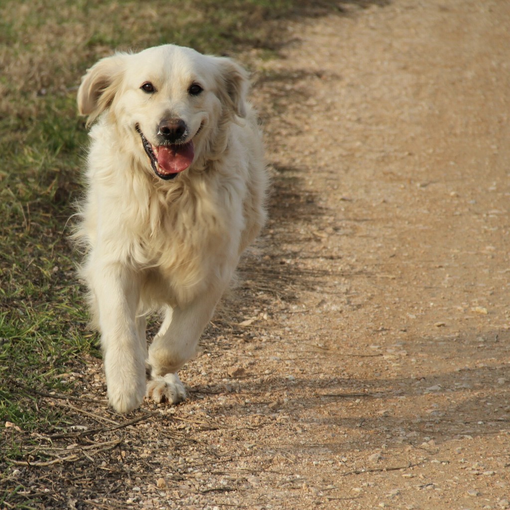 RUNDOG