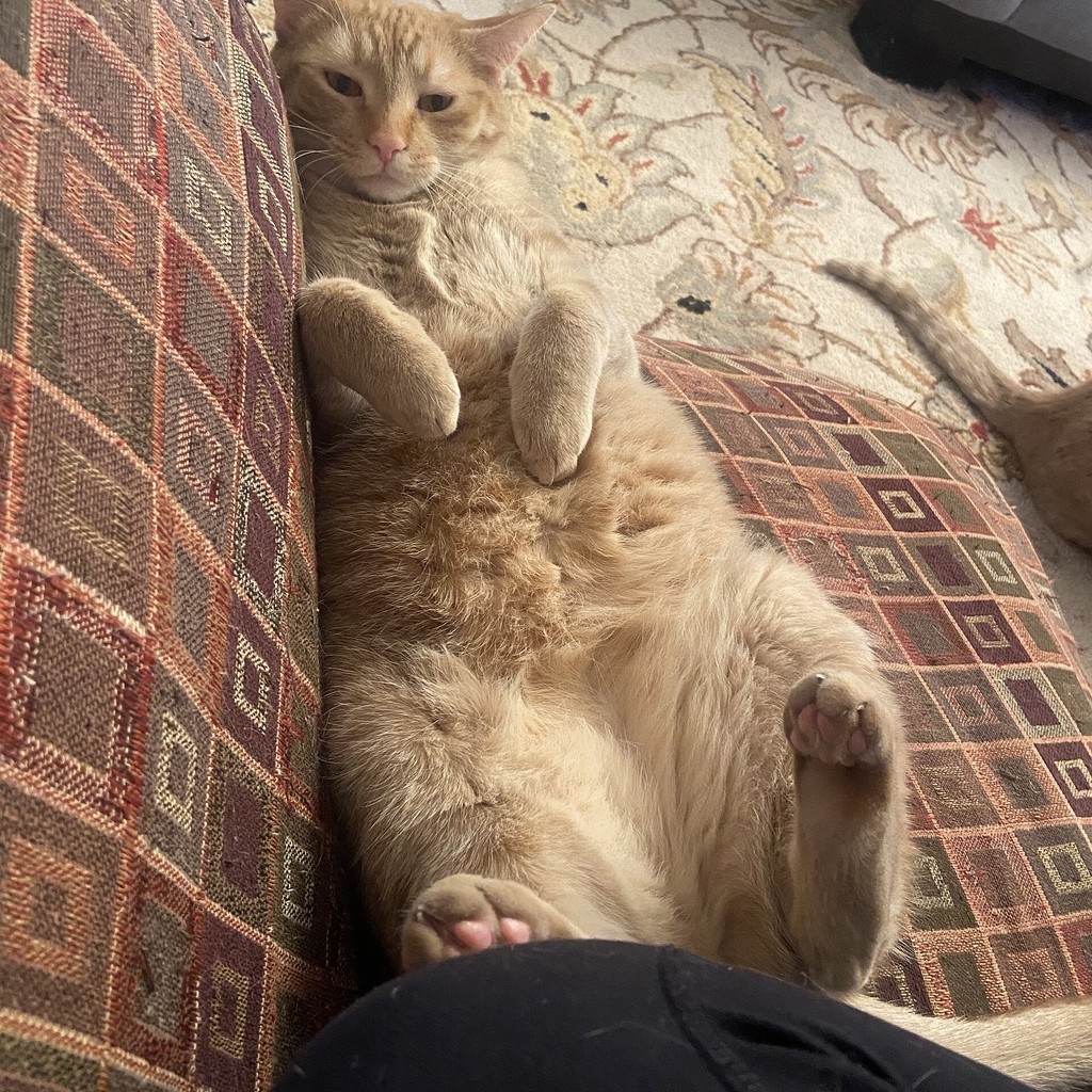 Treasury Cat